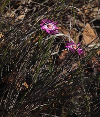 Lampranthus spiniformis