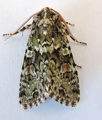 Mimobarathra antonito