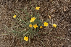 Eschscholzia californica maritima