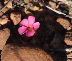 Oxalis eckloniana