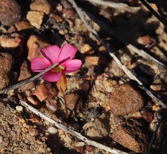 Oxalis eckloniana