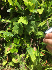 Thamnophis sirtalis concinnus