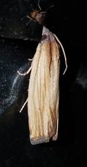 Eucosma radiatana