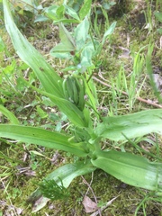 Dactylorhiza maculata