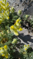 Astragalus vulnerariae