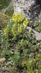 Astragalus vulnerariae