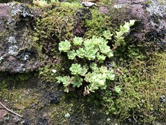 Sedum glaucophyllum