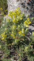 Astragalus vulnerariae