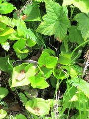 Thamnophis sirtalis concinnus