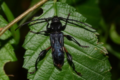 Physocnemum brevilineum