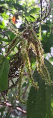 Boehmeria caudata, photograph (c) William G. Borges, some rights reserved (CC BY)