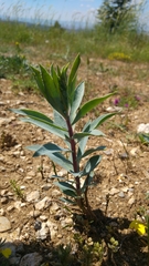 Euphorbia macroclada