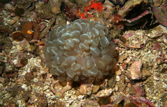 Plerogyra sinuosa
