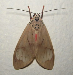 Amerila affinis
