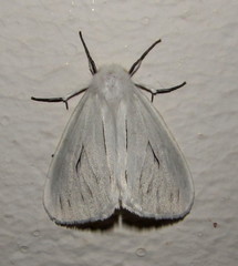 Ustjuzhania lineata