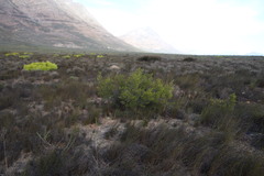 Diospyros glabra