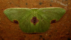 Lophorrhachia rubricorpus