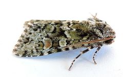 Mimobarathra antonito