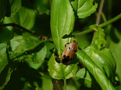 Dendroxena quadrimaculata