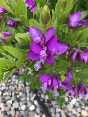 Polygala myrtifolia