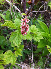 Ribes petraeum