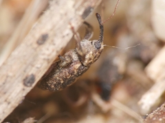 Dorytomus longimanus