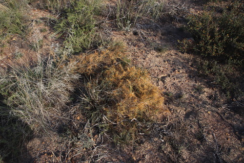 Image of Cuscuta appendiculata by (c) Tony Rebelo, some rights reserved (CC BY-SA)