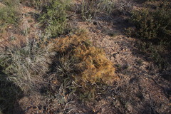 Cuscuta appendiculata