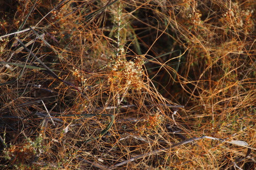 Image of Cuscuta appendiculata by (c) Tony Rebelo, some rights reserved (CC BY-SA)