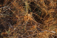 Cuscuta appendiculata