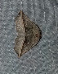 Metanema determinata