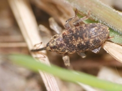 Dorytomus longimanus