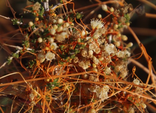 Warty Dodder (Cuscuta appendiculata)