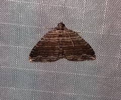 Anticlea multiferata