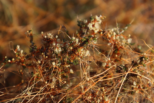 Image of Cuscuta appendiculata by (c) Tony Rebelo, some rights reserved (CC BY-SA)
