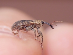 Dorytomus longimanus