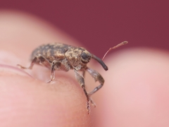 Dorytomus longimanus