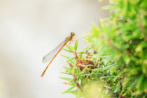 Chatham Redcoat Damselfly