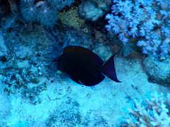 Acanthurus nigrofuscus