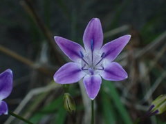 Triteleia bridgesii