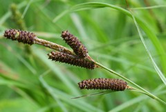 Carex shortiana