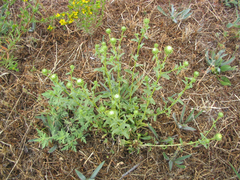 Grindelia hallii