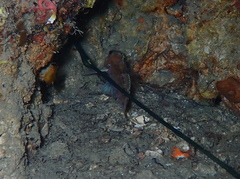Thorogobius macrolepis