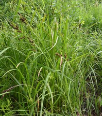 Carex shortiana