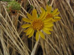 Grindelia hallii