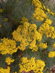 Hymenolepis