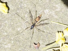 Ptychoptera quadrifasciata