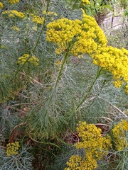 Hymenolepis