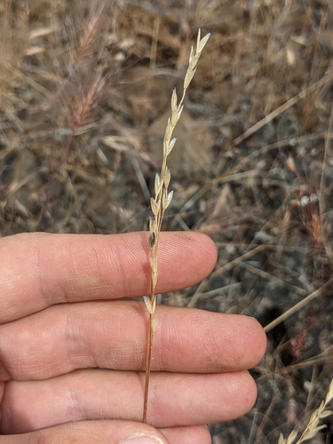 Oryzopsis hendersonii