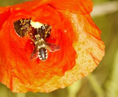 Andrena ornata